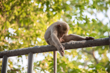Monkey sitting on blur green nature background