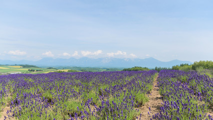Lavender field and mountain in summer at biei hokkaido japan
