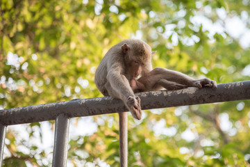 Monkey sitting on blur green nature background