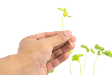 Hand holding seeding on white background