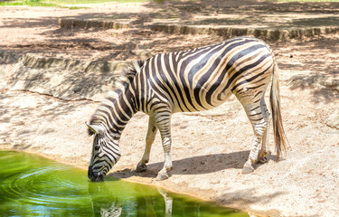 Fototapeta na wymiar Zebras drinking beside a stream with black and white skin, interwoven in body to create beauty in the wild, they sociable species to humans and should be preserved