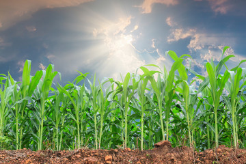 Green corn field on white background