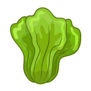 Green Lettuce cartoon