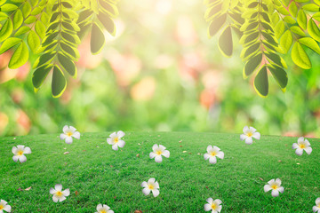 The background bokeh and flower on garss