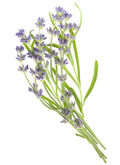 Lavender plant blossom