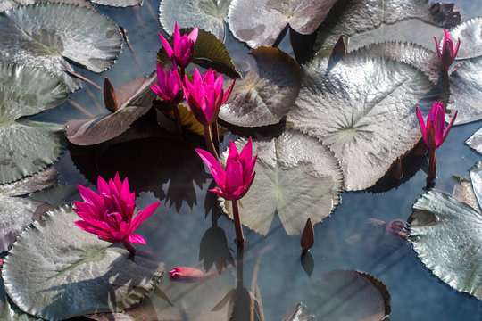 Fototapeta Lotus and lotus ponds. The lotus pond. There are a lot of lotus leaves. In the park.  