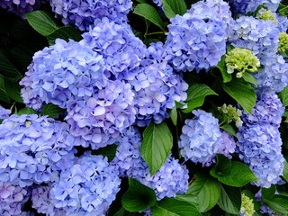 179 657 Hydrangea Wall Murals Canvas Prints Stickers Wallsheaven