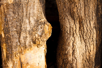 Two trunks of firewood standing with sunlight sunset