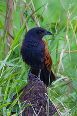 Portrait of Coucal, Crow pheasant(Centropus senegalensis) 