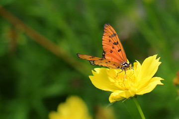 butterfly on flower and Blur background
