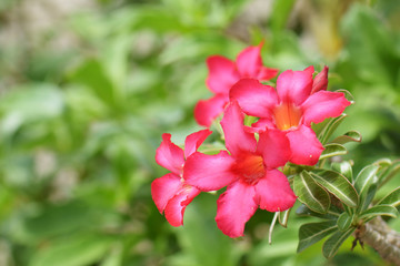 Desert Rose, Impala Lily, Mock Azalea Flowers