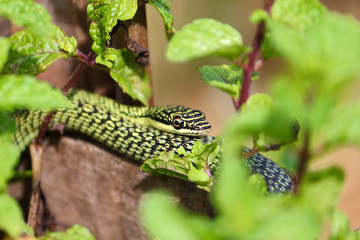 nature green snake on peppermint plant in asia
