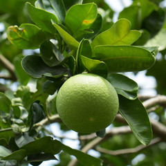 Grapefruit fresh green on the tree