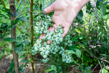 Branch of unripe blueberry