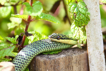 nature green snake on peppermint plant in asia
