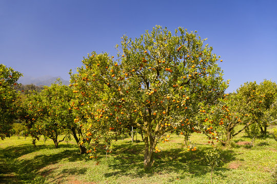 orange trees plantations