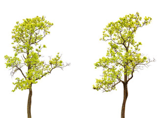 collection of tree isolated on a white background