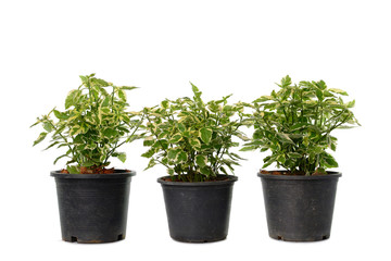 Jasmine leaf spot in pot