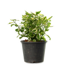 Jasmine leaf spot in pot