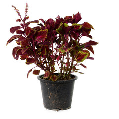 Painted nettle Flower, Coleus plants on White Background