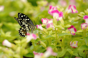 Naklejka na ściany i meble Butterfly in the nature tropical garden
