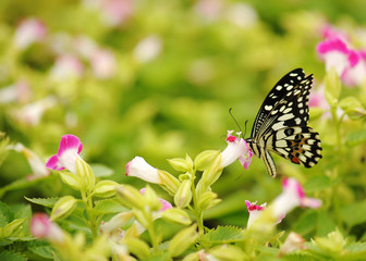 Butterfly in the nature tropical garden