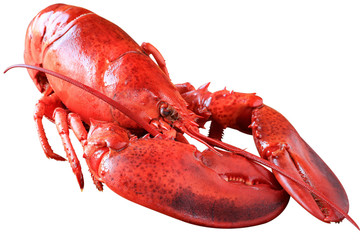 Steamed lobster isolated on white with clipping path
