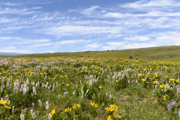 Mule's Ears and Silver Lupine Coloring the Spring Landscape of t