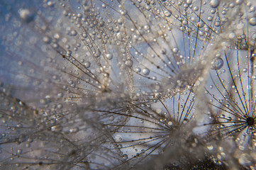 Abstract macro photo
