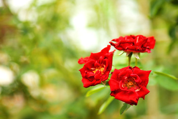 Red Rose on the Branch in the Garden