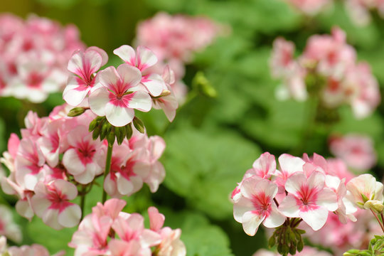 pink and white geranium