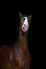 Fototapeta na wymiar Funny horse portrait on black background