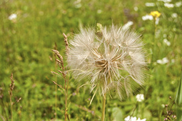 Overblown dandelion closeup on green meadow background