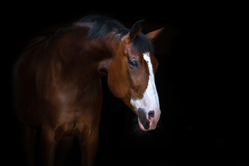 Fototapeta premium Beautiful horse portrait on black background