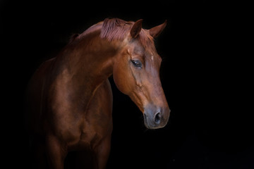 Fototapeta premium Piękny czerwony koński portret na czarnym tle