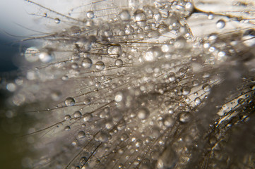 Abstract macro photo