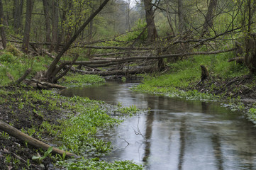Meadow with trees cut down by beavers