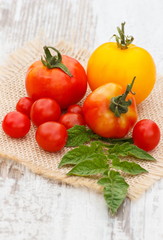 Tomatoes with green leaves on jute canvas in garden on sunny day