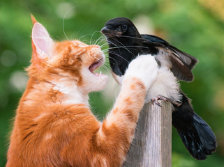 Domestic red Maine Coon kitten, 4 months old, hunted a nestling of magpie. Cat hunted a bird. 