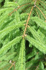 Pine tree twigs