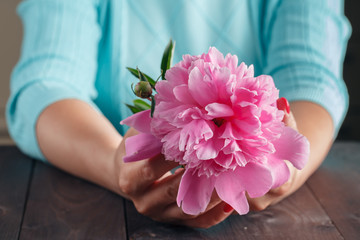 Pink peonies in woman hands on aged wooden table