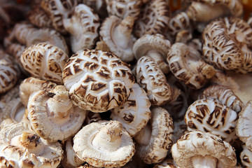 표고버섯/ 백화고