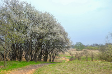 Obraz premium A walk path in the rural area of copenhagen,