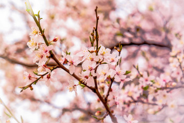 Spring time in CophenhGEN
