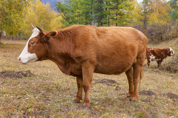 Brown cow in autumn