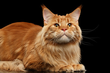 Obraz premium Close-up Ginger Maine Coon Cat Lying and Looking up Isolated on Black Background, Front view
