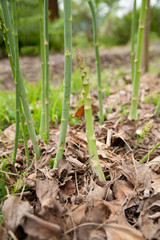 露地栽培のアスパラ