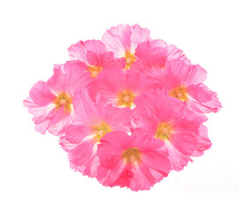 Beautiful decorating hollyhock flowers /Althaea officinalis/isolated white background