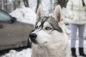 Beautiful husky dog in winter snowy day