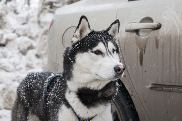 Beautiful husky dog in winter snowy day